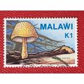 Malawi 1985 Fungi K1 Cyptotrama Aspratum Used S...