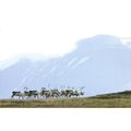 K1411: Reindeer (Rangifer tarandus) East Iceland.