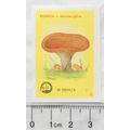 vintage Yugoslavia Matchbox Label - Toadstool, Rujnica