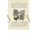 Strid, Nr Bolton Abbey, Yorkshire, Book Illustr...