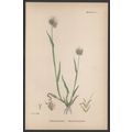 ROUGH DOG’S-TAIL-GRASS 1872 John Edward Sowerby...
