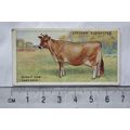 1916 Players British Livestock 8 The Jersey cow