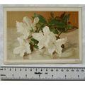 Vintage illustrated card - white flowers