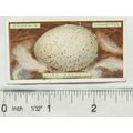 1923 Ogdens Bird's Eggs cut-out No. 45 pied wag...