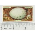 1923 Ogdens Bird's Eggs cut-out No. 21 Linnet