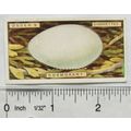 1923 Ogdens Bird's Eggs cut-out No. 5 Cormorant