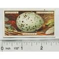 1923 Ogdens Bird's Eggs cut-out No. 17 Jackdaw