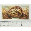 1923 Ogdens Bird's Eggs cut-out No. 20 Lapwing