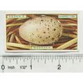 1923 Ogdens Bird's Eggs cut-out No. 23 Moorhen