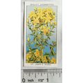 1936 Wills, Wild Flowers No. 35 St. John's Wort