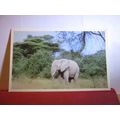 YOUNG AFRICAN ELEPHANT, RHODESIA, unused postca...