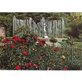 Madrid Parque del Oeste Rosaleda Spain Postcard...