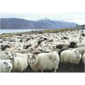BET.G511: Sheep Farming in South Greenland.