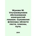 Zhukova M. Ultrasound examination of horse limb...