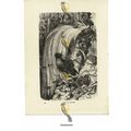 Birds Of Paradise, Book Illustration (Print), 1884