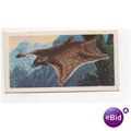 1962 Brooke Bond Tea card Asian Wild Life No.8 ...