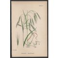 BARREN BROME-GRASS 1872 John Edward Sowerby PLA...
