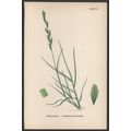DECUMBENT SEA COUCH-GRASS 1872 John Edward Sowe...