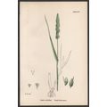 ROUGH BRISTLE-GRASS 1872 John Edward Sowerby PL...