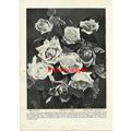 BUNCH OF ROSES, ROBERT FROST, LOUGHBOROUGH, PHO...