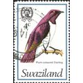 SWAZILAND, BIRD, Plum back Starling, Cinnyricin...