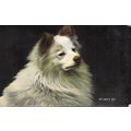 My Lady's Pet DOG. 1907 Vintage Postcard W & K ...