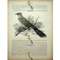 Great Spotted Cuckoo, Natural History Book Illu...