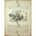 White Crested Plantain Eater, Natural History B...