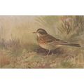 Meadow Pipit Bird Postcard (QAN081)