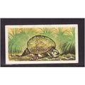 Brook Bond Prehistoric Animals Glyptodon No 47 ...
