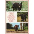 Great Smoky Mountains National Black Bear Park ...
