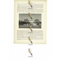 Upper Senegal River, Mali, Book Illustration (P...