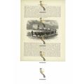 Emigrant Wagon (Prairie Schooner), USA, Book Il...