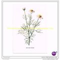SCENTLESS MAYWEED, Book Illustration, c1902