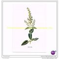 WOOD SAGE, Book Illustration, c1902