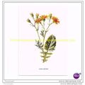 WATER RAGWORT, Book Illustration, c1902