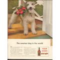 FRANKFORT DISTILLERIES 1943 wire fox terrier Fo...