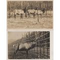 Elks 2x Elk Cervus Elaphus 2x Old Real Photo Po...