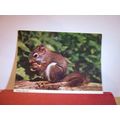 A YOUNG SQUIRREL unused postcard Collectacard b...