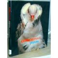 Extraordinary Pigeons