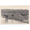 Elephants on the River Nile Postcard