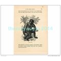 CHIMPANZEE, ZAMBIA, AFRICA, Book Illustration, ...