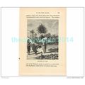 WOMEN AT WORK, ZAMBIA, AFRICA, Book Illustratio...