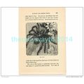 YAGI (SPIDER), NEW GUINEA, Book Illustration, c...