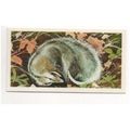 1976 Brooke Bond Tea card Wonders of Wildlife N...