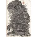 LYNX OUNCE JAGUAR 1810 Oliver Goldsmith ANTIQUE...