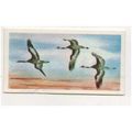 1976 Brooke Bond Tea card Wonders of Wildlife N...