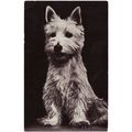 Photo Card Dog West Highland White Terrier Red ...