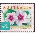 AUSTRALIA, FLOWER, Ipomoea pes-caprae, blue-gre...