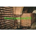 Hythe, Crypt, Kent, England, Photochrom Postcard